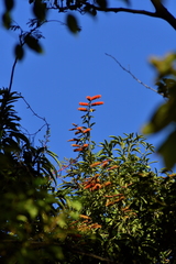 Combretum fruticosum