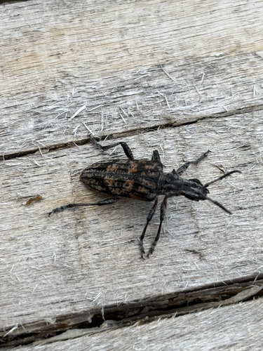 iNaturalist observation photo of Ribbed Pine Borer