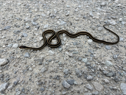 iNaturalist observation photo of Western Ribbon Snake