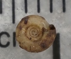 Helicodiscus