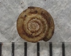 Helicodiscus