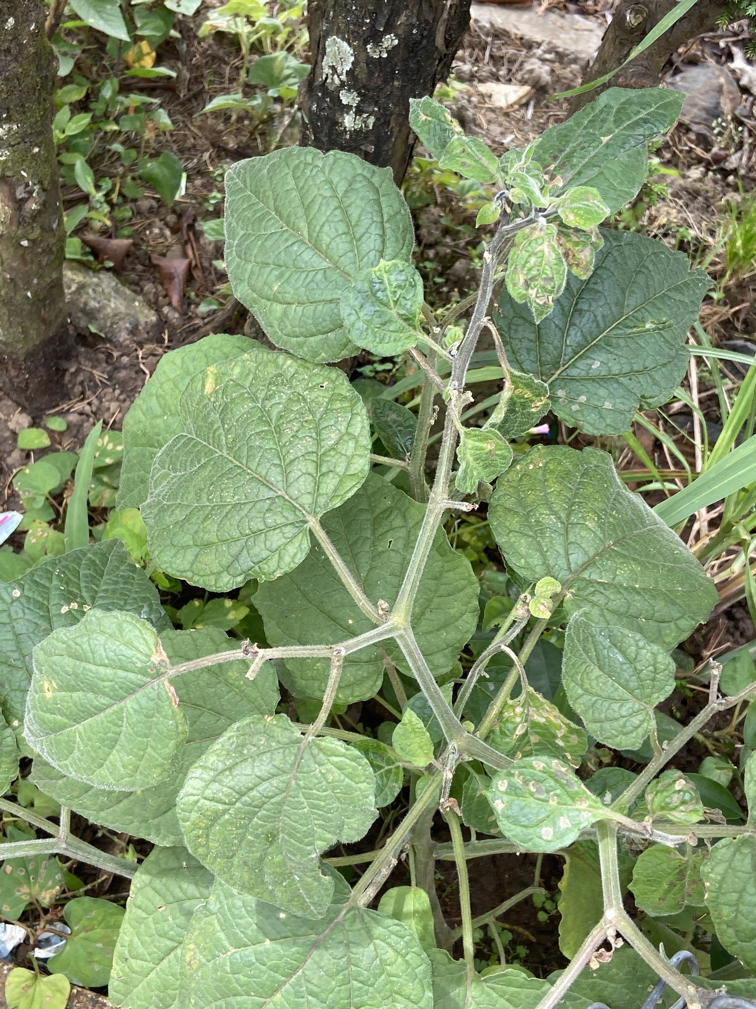 Physalis peruviana (Physalis peruviana)