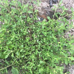 Centipeda minima minima