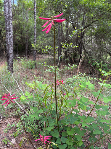 iNaturalist observation photo of Eastern Coral Bean
