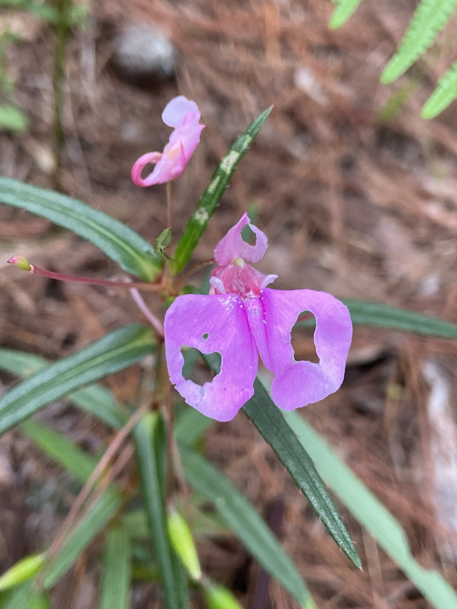 Impatiens chinensis — ảnh 2