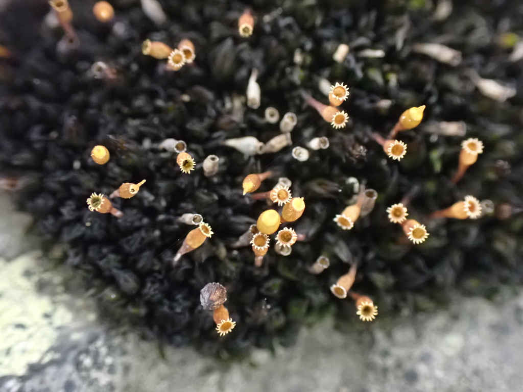 Orthotrichum crassifolium
