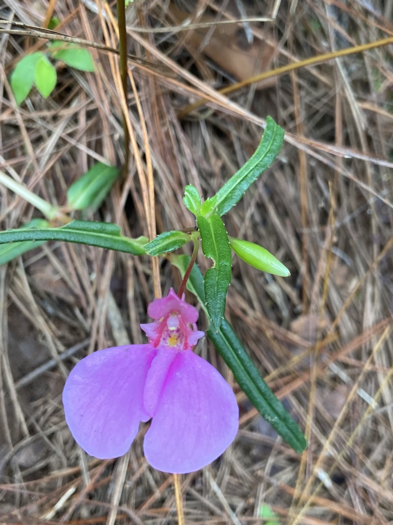 Impatiens chinensis — ảnh 3
