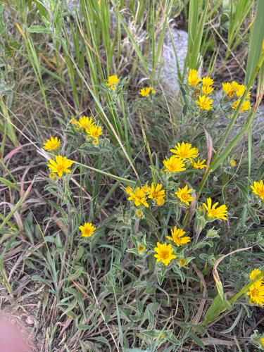 iNaturalist observation photo of Hairy False Goldenaster