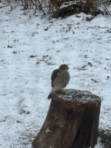 iNaturalist observation photo of Sharp-shinned Hawk
