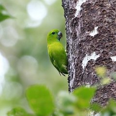 Bolbopsittacus lunulatus