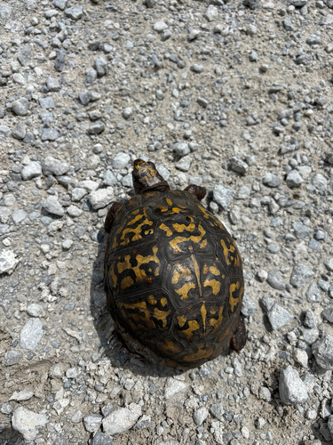 iNaturalist observation photo of Eastern Box Turtle