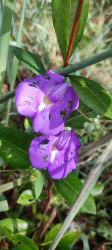 Centrosema brasilianum, photograph 3