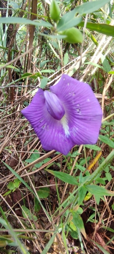 Centrosema brasilianum, photograph 4