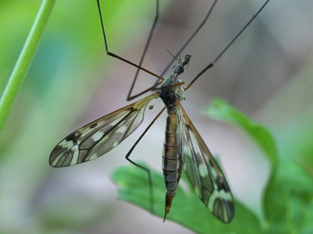 Tipula winthemi