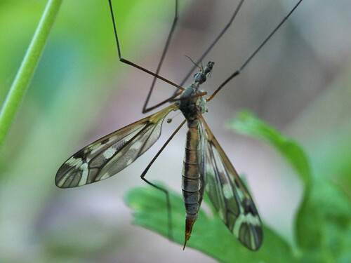 Tipula winthemi
