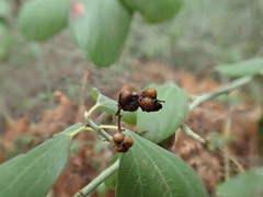 Ceanothus incanus