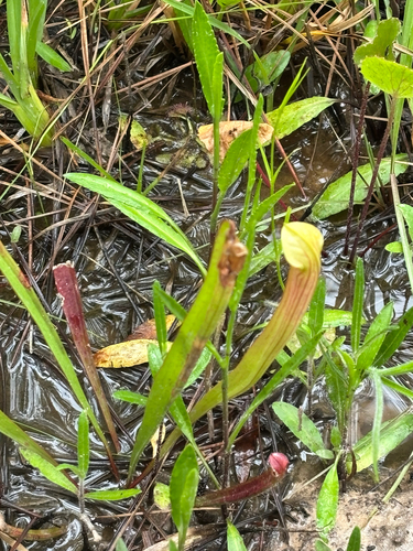 iNaturalist observation photo of Pale Pitcher Plant