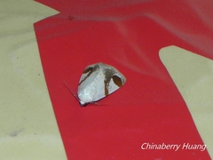 Sphragifera biplagiata