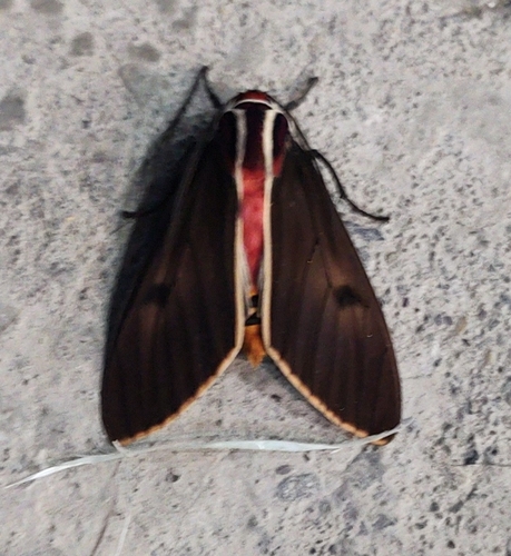 Amastus episcotosia