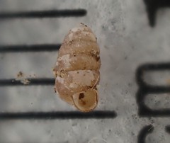 Columella simplex