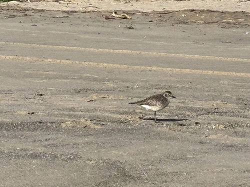iNaturalist observation photo of Black-bellied Plover