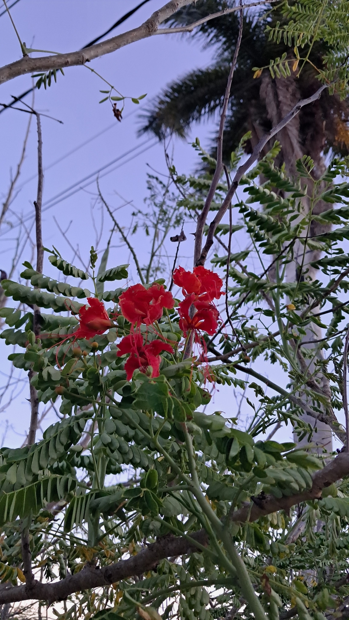 Caesalpinia pulcherrima