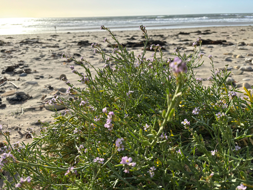iNaturalist observation photo of European Searocket