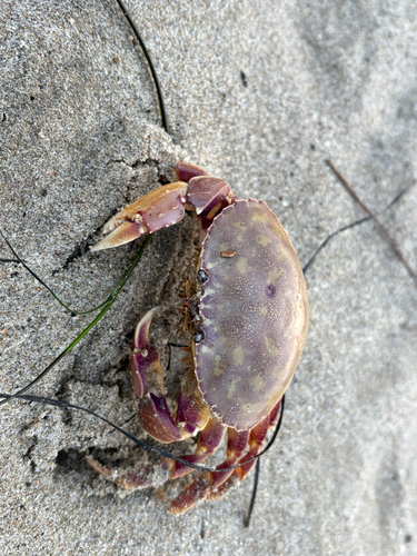 iNaturalist observation photo of Graceful Rock Crab