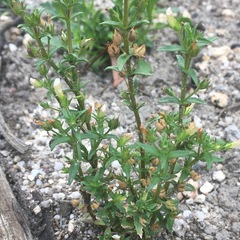 Gratiola pedunculata