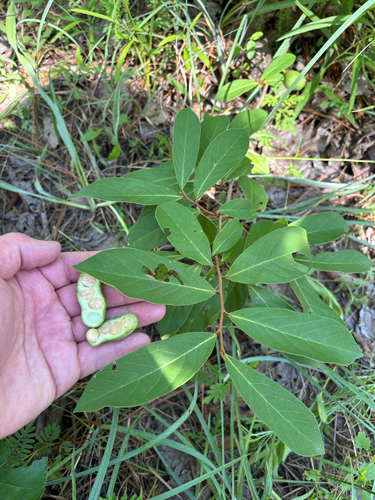 iNaturalist observation photo of Small-Flower Pawpaw