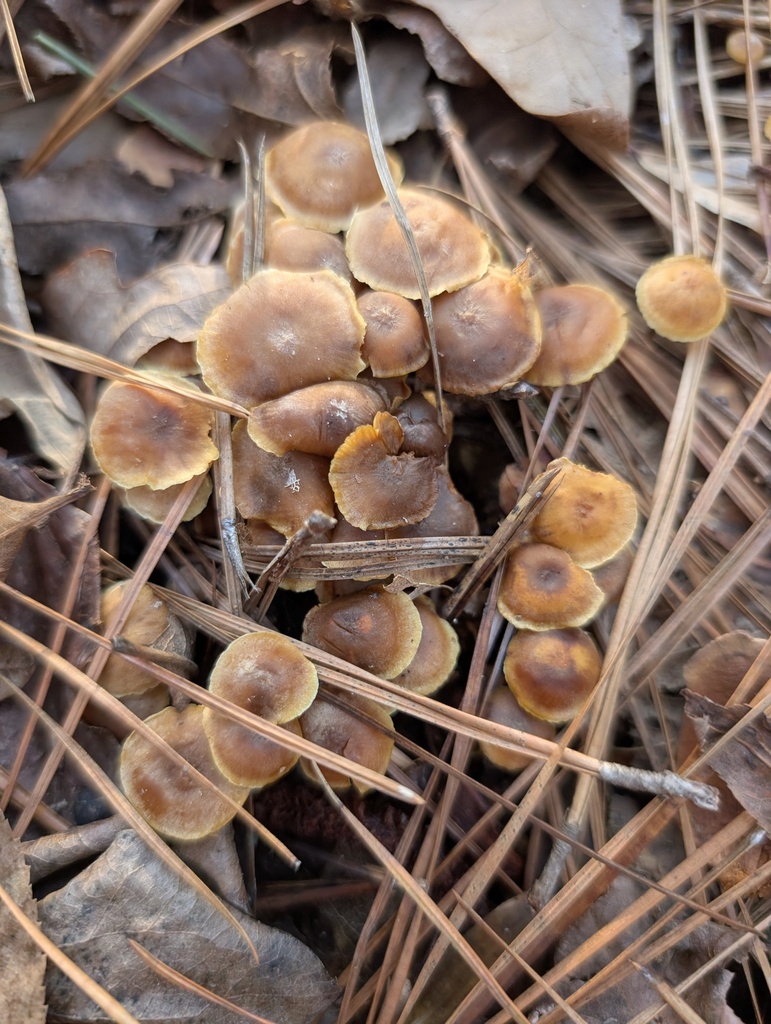 Xeromphalina cauticinalis · December 2025 · photo: © schizoform (iNaturalist, cc-by)