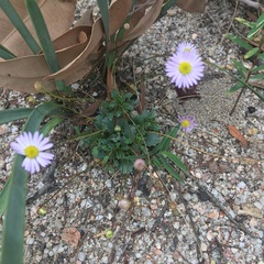 Brachyscome microcarpa