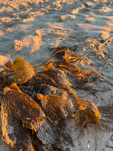 iNaturalist observation photo of Giant Kelp