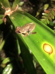 Pristimantis petersi
