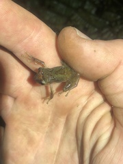 Pristimantis petersi