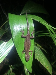 Gelanesaurus flavogularis