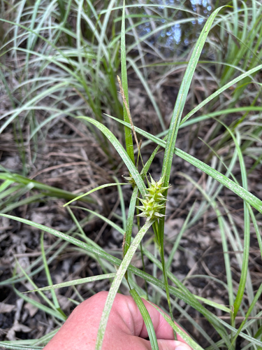 iNaturalist observation photo of bladder sedge
