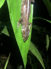 Gelanesaurus flavogularis