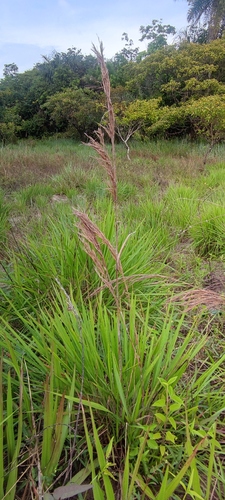 Schizachyrium glaziovii observed 2025-11-30