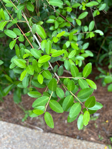 iNaturalist observation photo of Yaupon Holly