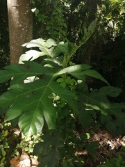Artocarpus altilis