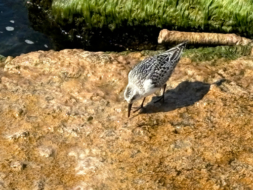 iNaturalist observation photo of Sanderling