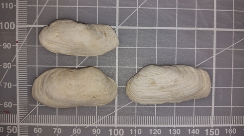 Hiatella arctica