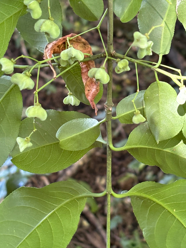 iNaturalist observation photo of spindles