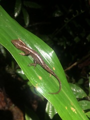 Gelanesaurus flavogularis