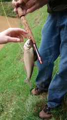 Characiformes