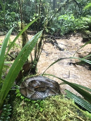 Bothrocophias microphthalmus