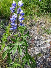 Lupinus nootkatensis