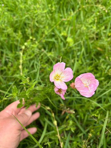 iNaturalist observation photo of Pinkladies