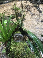 Bothrocophias microphthalmus